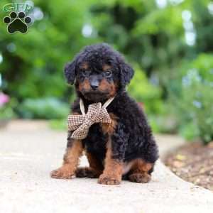 Ash, Cavapoo Puppy